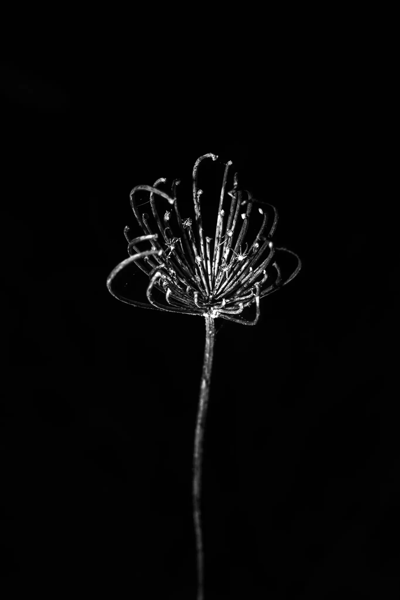 Dead Flowers of Rebirth
