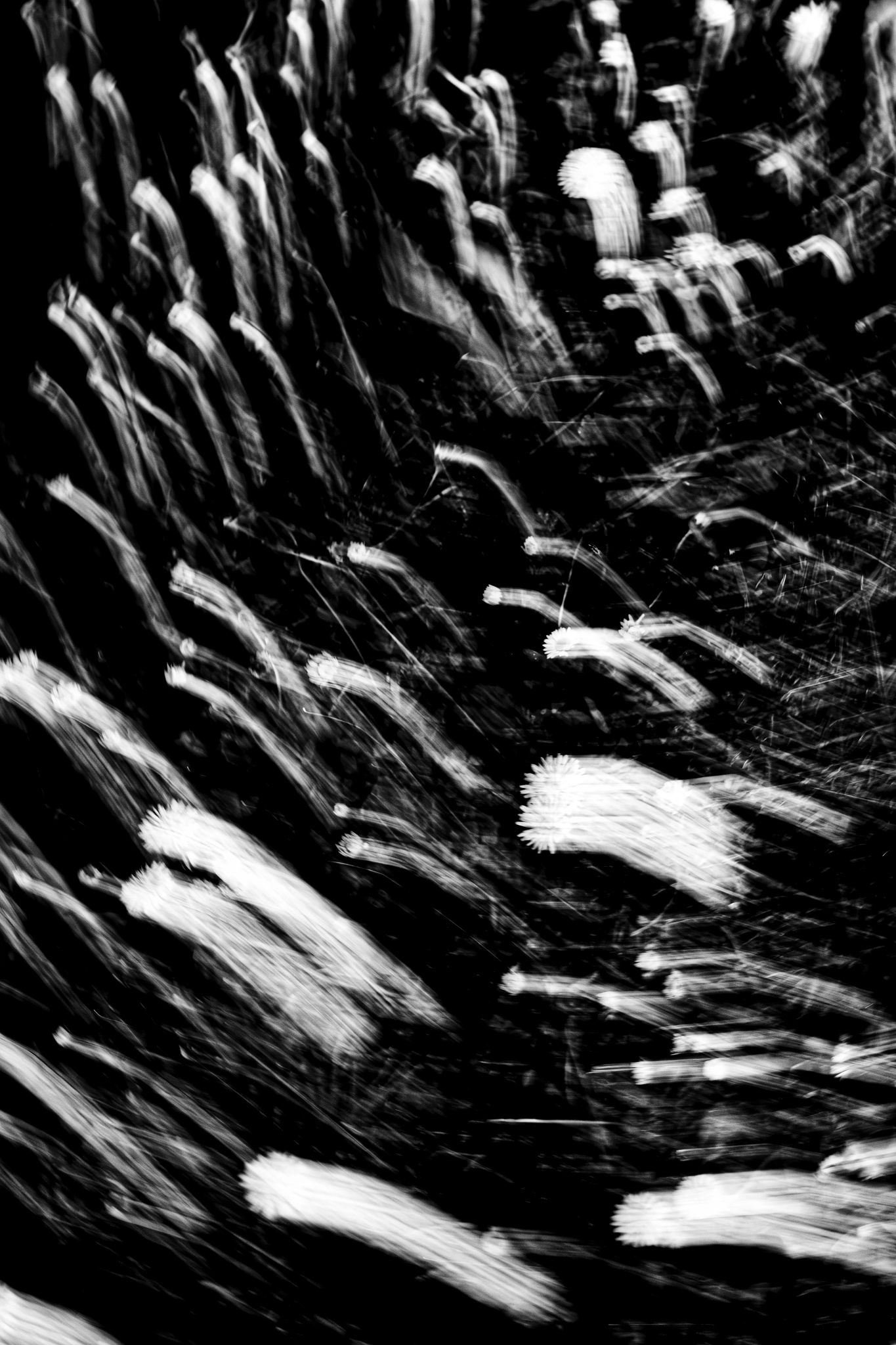 Scie di petali che cadono nel buio come stelle cadenti, fotografia in bianco e nero